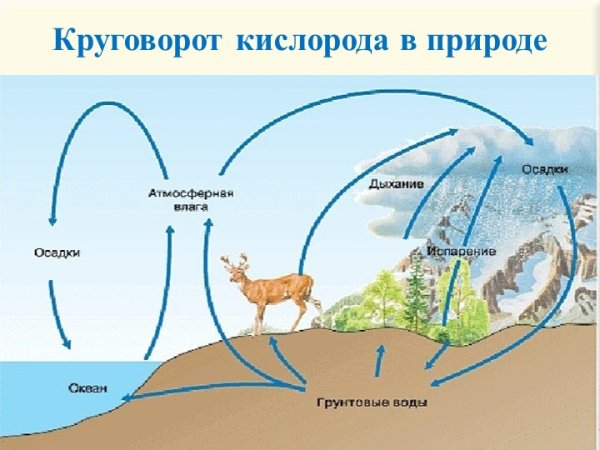 Модель круговорот веществ 3 класс окружающий мир