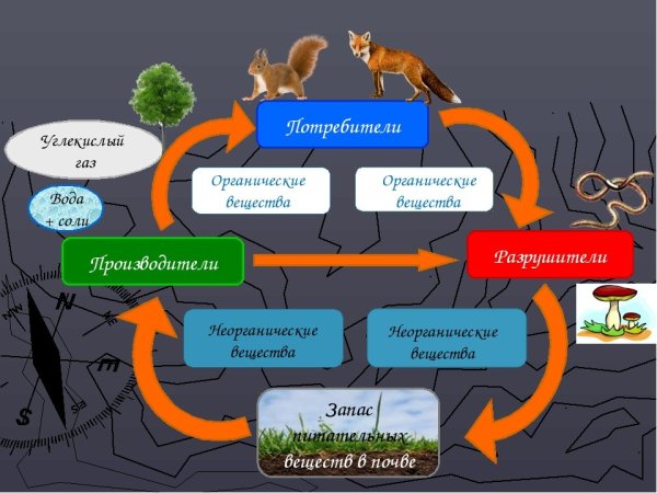 Круговорот кислорода в природе биология 9 класс