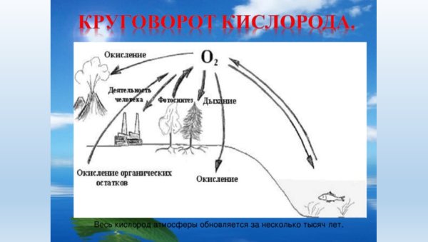 Круговорот веществ в биосфере азот