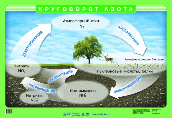 Рисунок биологический круговорот в природе