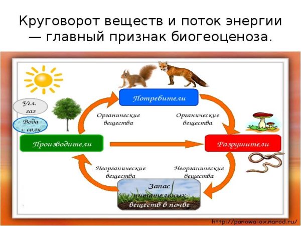 Круговорот азота в природе рисунок
