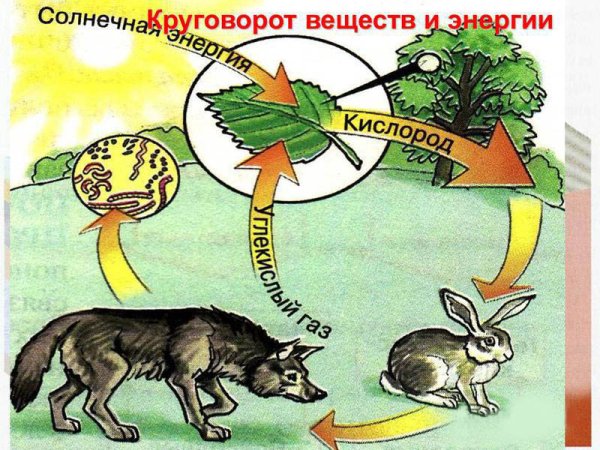 Круговорот углерода в природе