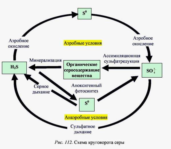 Схема биологического круговорота веществ
