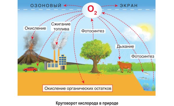 Круговорот веществ в природе 5 класс биология схема