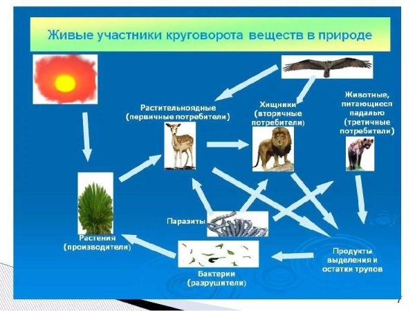 Пищевые цепи экосистемы
