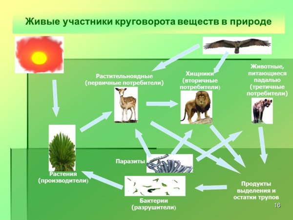 Круговорот веществ в биосфере азот