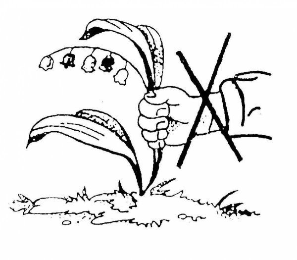 Плакат берегите растения