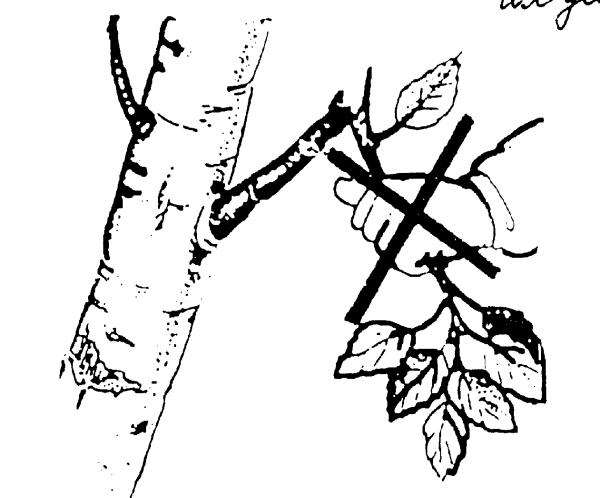 Раскраска правила поведения в природе для детей