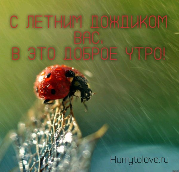 Летний дождь