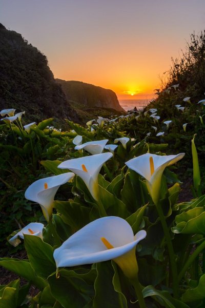 Цветы каллы в калифорнийской долине Calla Lily Valley