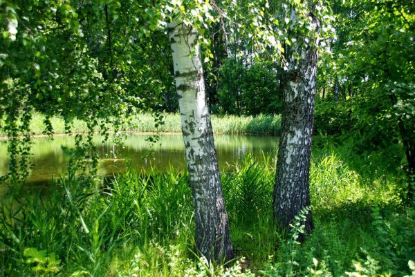 Березовая роща Таруса