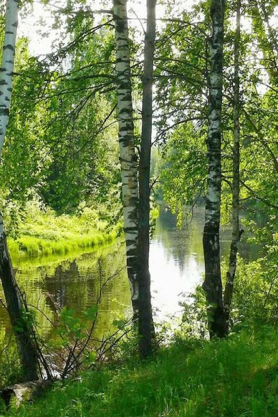 Природа с березами и речкой