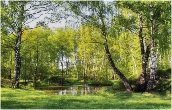 Лесная сирень