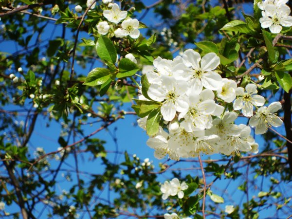 Весна природа