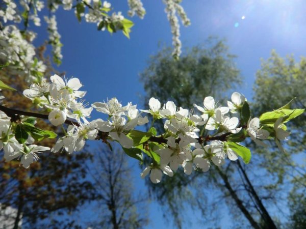 Конец мая природа
