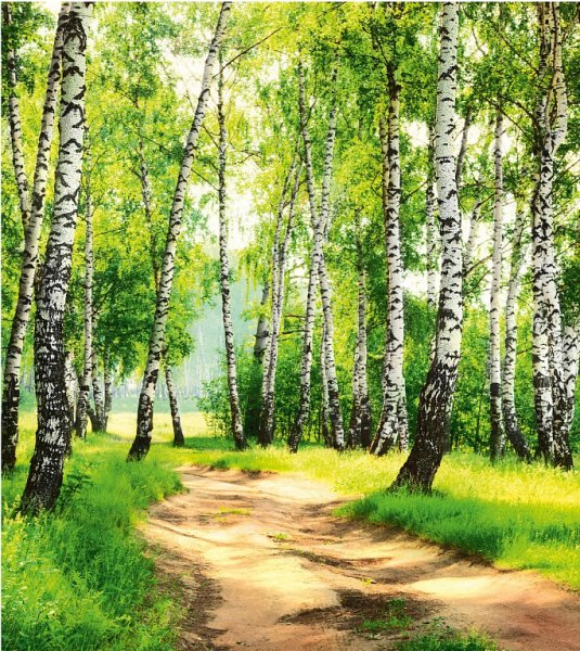 Шторы Березовая роща в леомакс