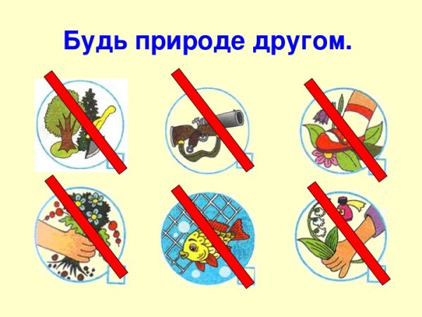 Правила поведения в лесу