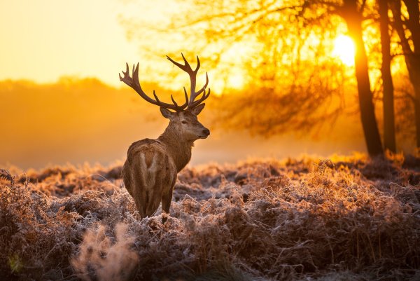 Дикая природа