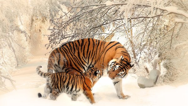 Лес с животными