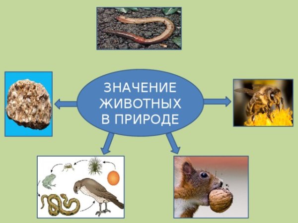 Значение животных в природе