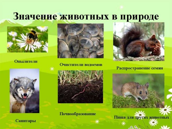 Роль животных в природе и жизни человека