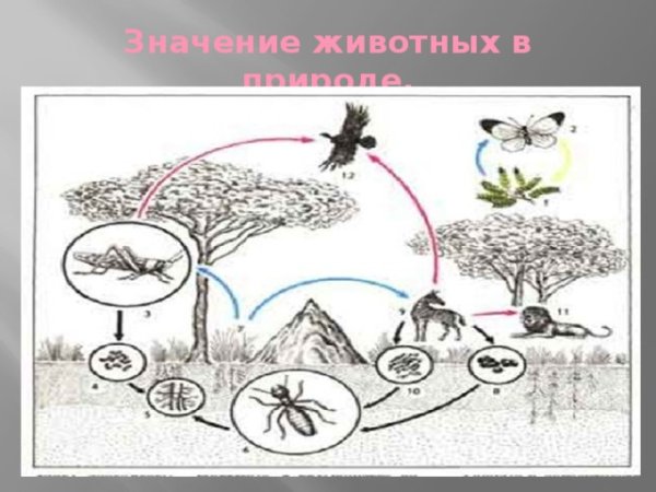 Значение животных в жизни природы