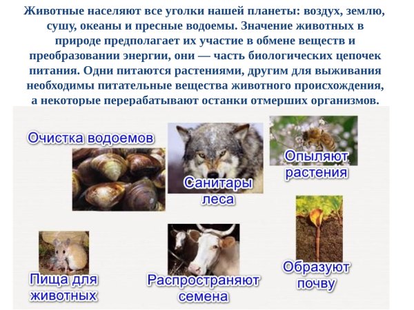 Роль животных в природе