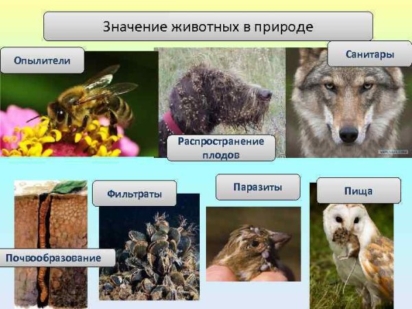 Роль животных