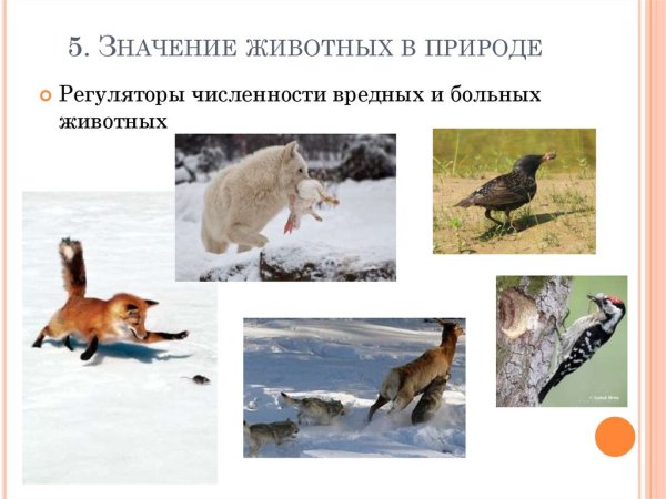 Роль животных в природе