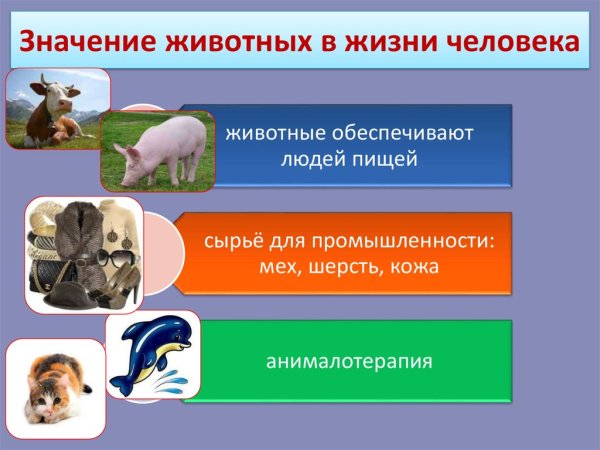 Животных в жизни человека