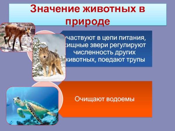 Значение животных в жизни человека