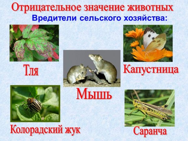 Значение животных в жизни человека