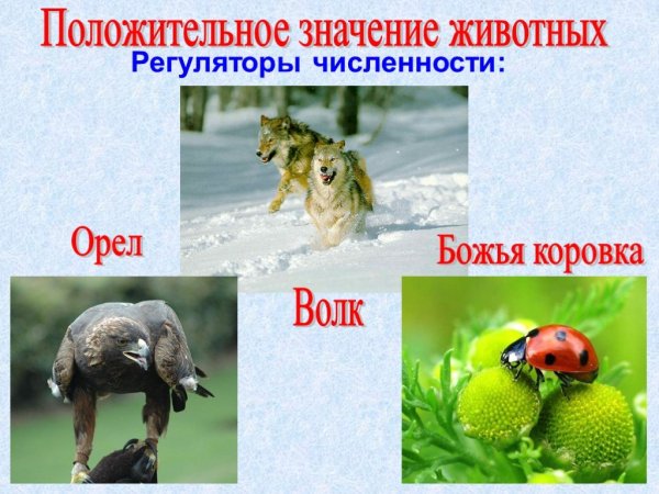 Значение животных в природе