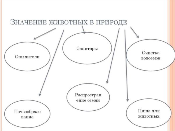 Животные в жизни человека