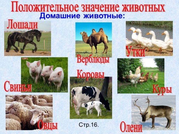 Роль животных в природе 5 класс биология