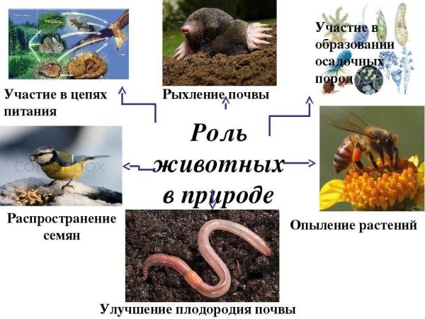 Значимость животных в жизни человека