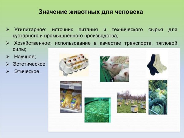 Животные роль в жизни человека