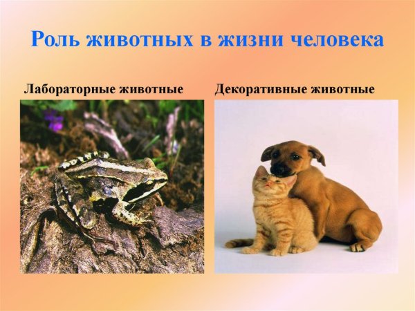 Распространение плодов и семян животными