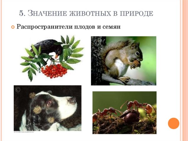 Животных в природе и жизни человека