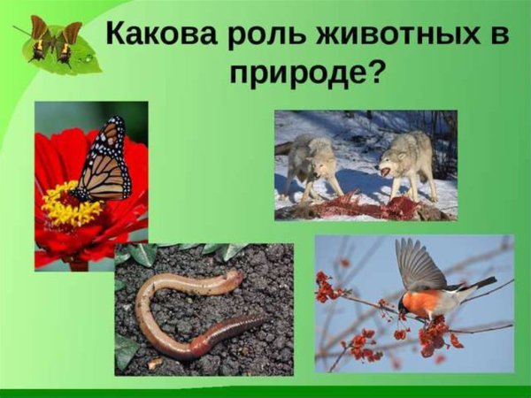 Значение животных