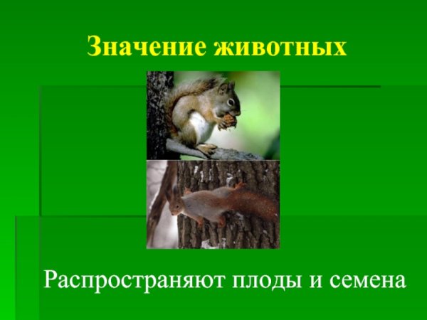 Роль растений и животных в жизни человека