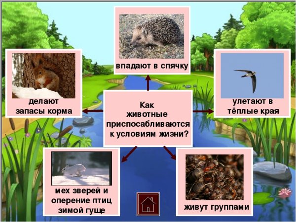 Роль животных в жизни