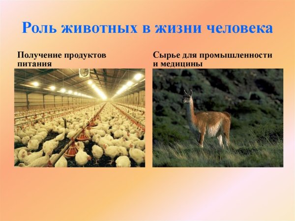 Роль животных в природе