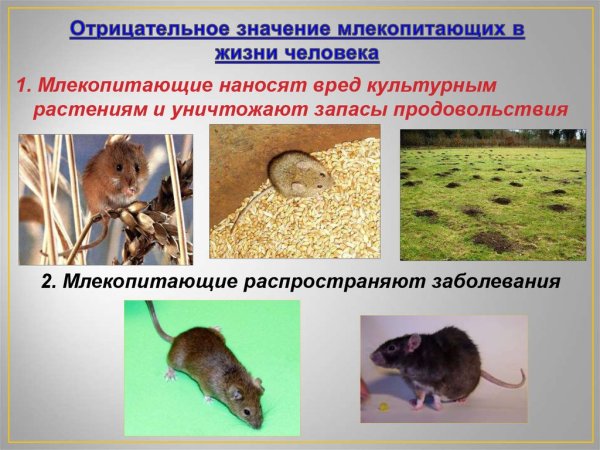 Роль животных в природе 7 класс биология