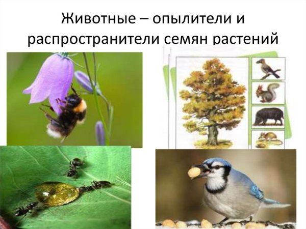 Животные роль в природе
