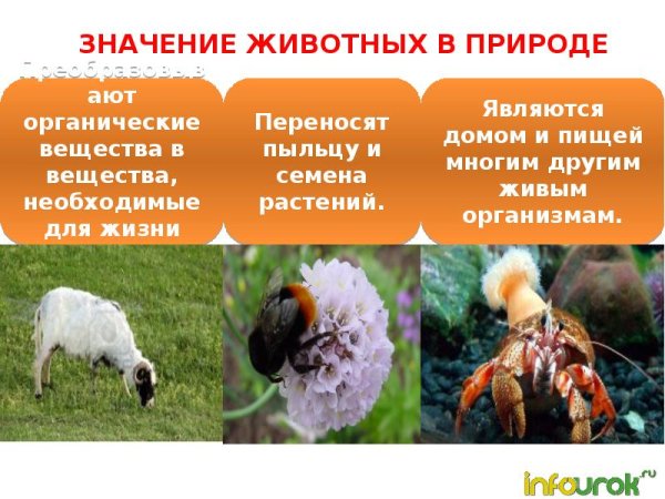 Животные в жизни человека