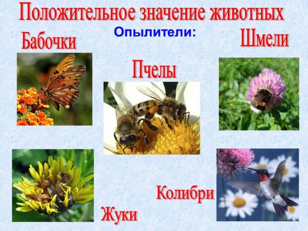 Животные в экономике