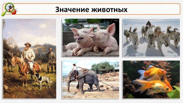 Роль животных в жизни человека
