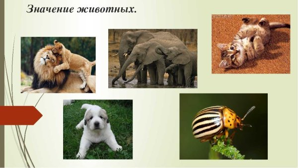Роль животных в природе и жизни человека