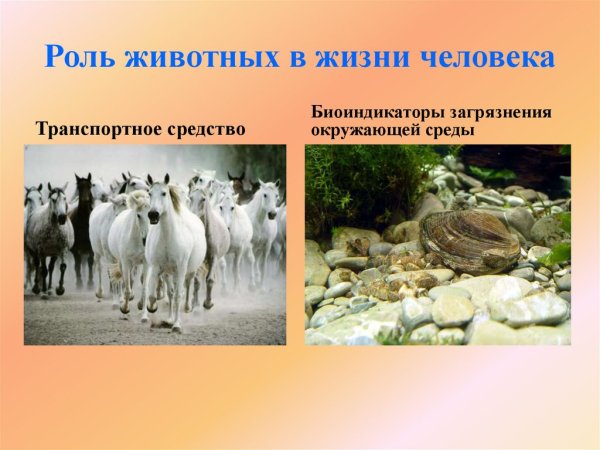 Роль животных в природе